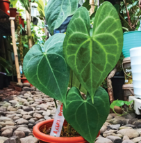 Anthurium Clarinervium Hybrid