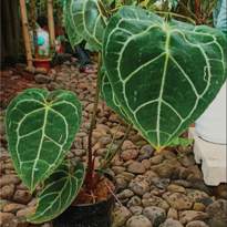 Anthurium Crystallinum Hope