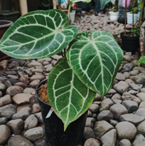 Anthurium Crystallinum Hybrid A2