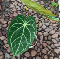 Anthurium Crystallinum Hybrid A3