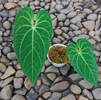 Anthurium Magnififium Verde