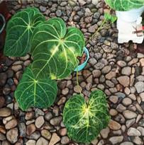 Anthurium Regale Sunda