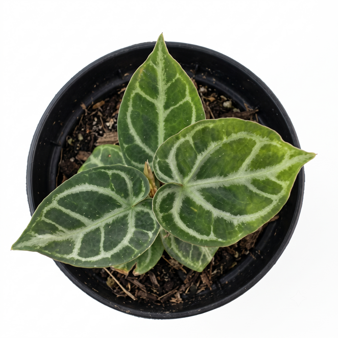 Anthurium sp. Dorayaki