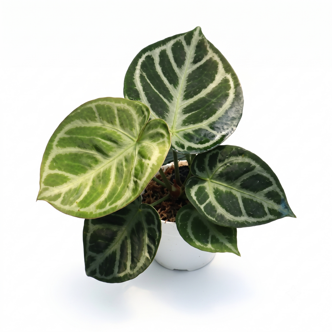 Anthurium sp. Dorayaki Silver