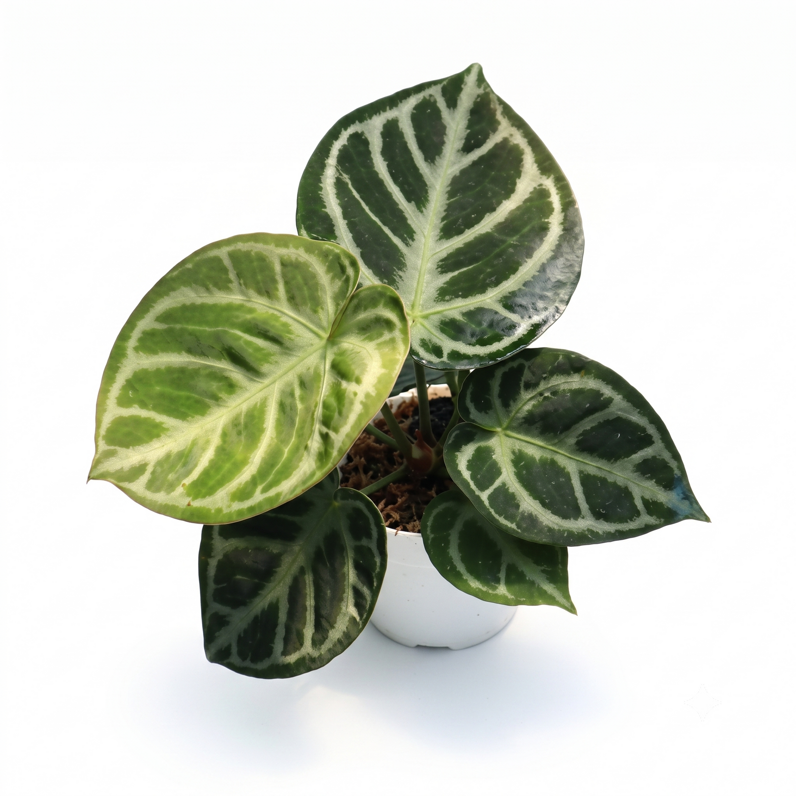 Anthurium sp. Dorayaki Silver