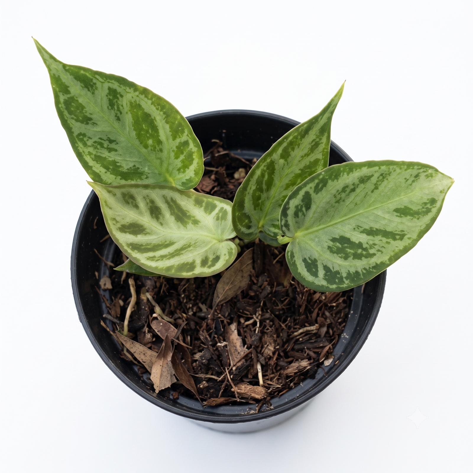 Anthurium sp. Silver Blush