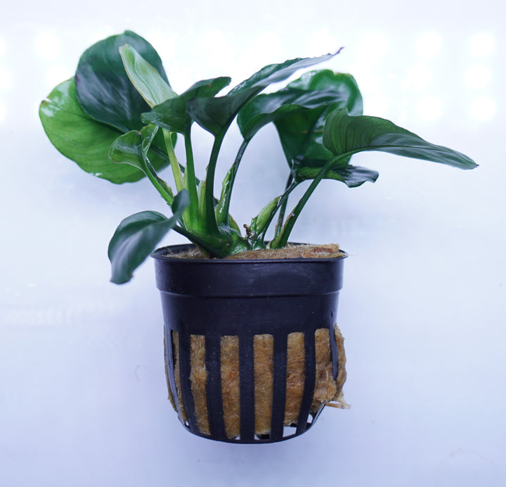Anubias Barteri Broad Leaf