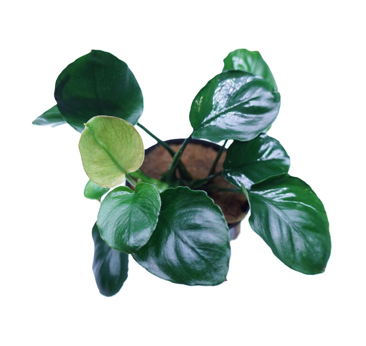 Anubias Barteri Broad Leaf