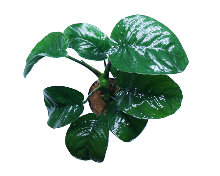 Anubias Barteri Butterfly