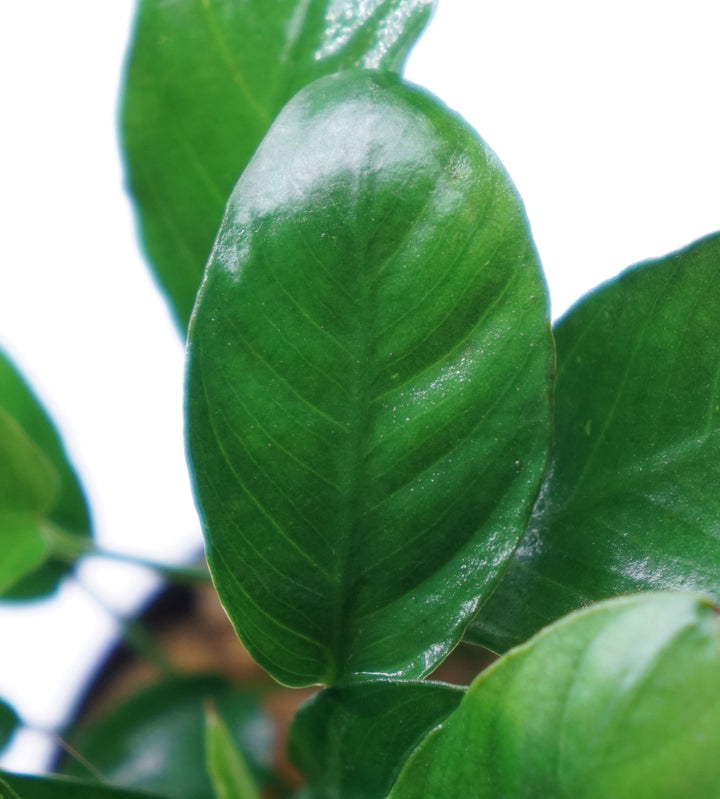 Anubias Barteri Nana Paxing