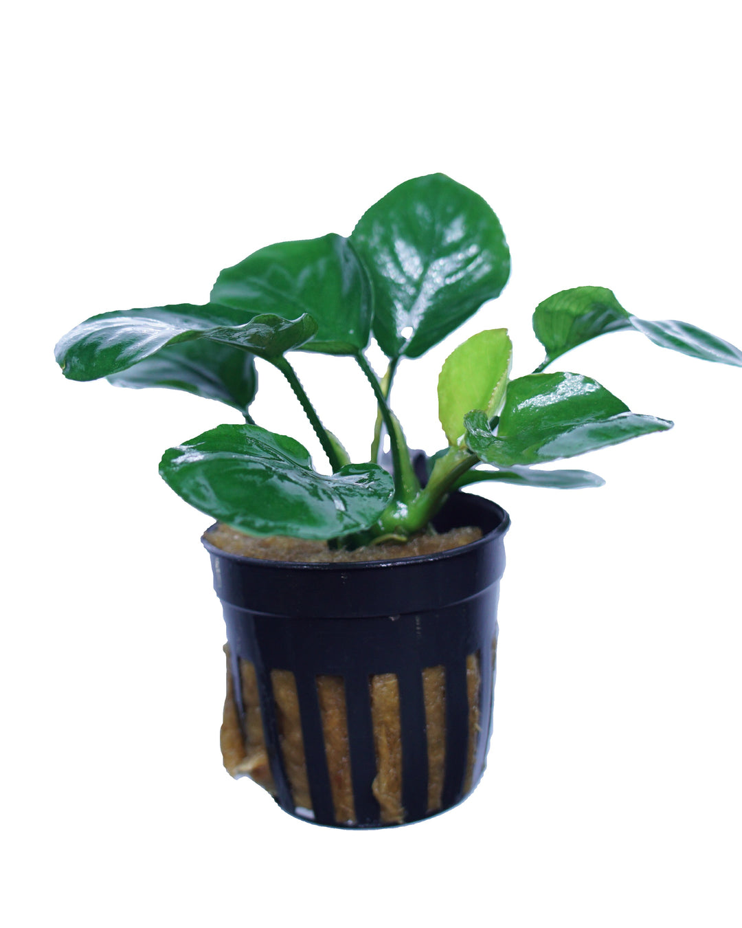 Anubias barteri round (golden coin)