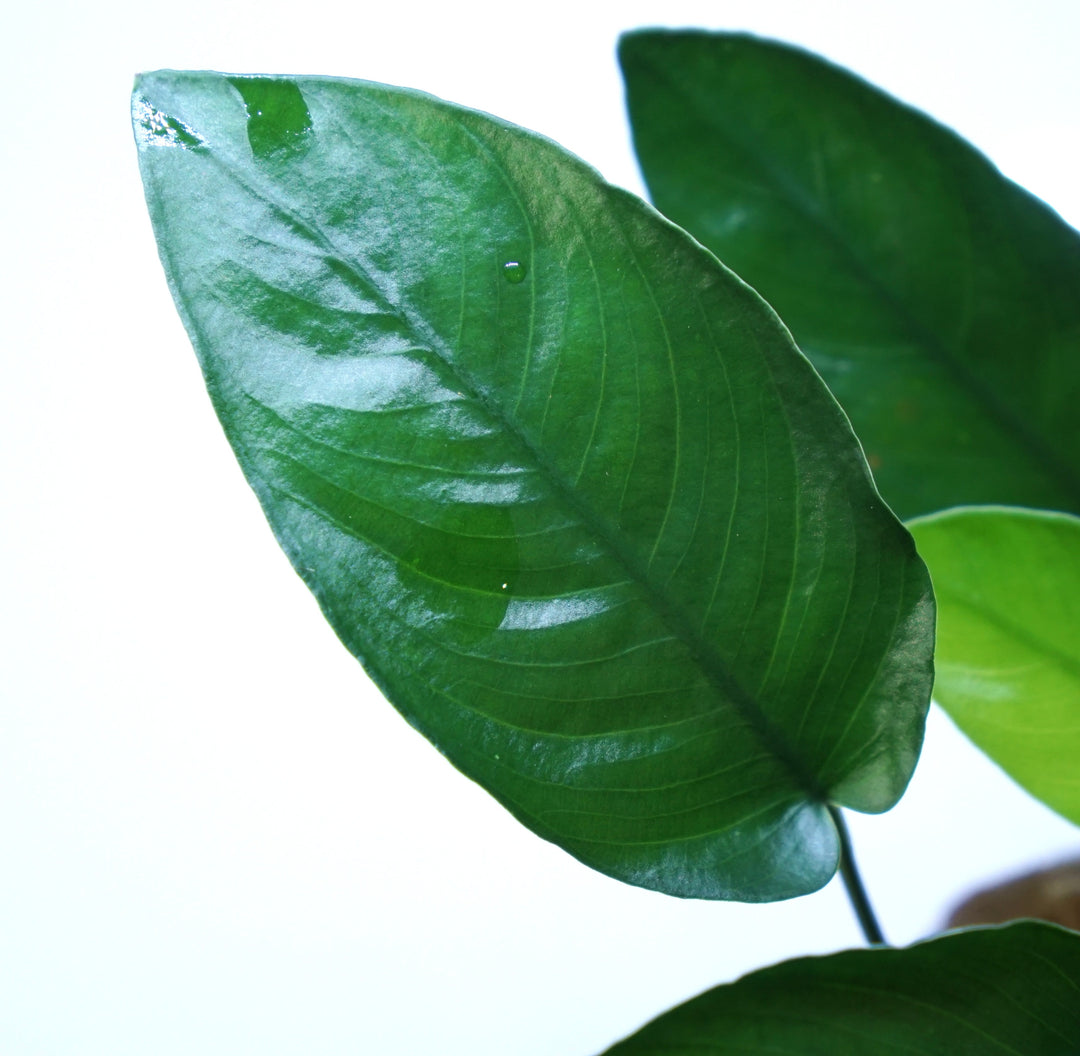 Anubias barteri nana ovalis
