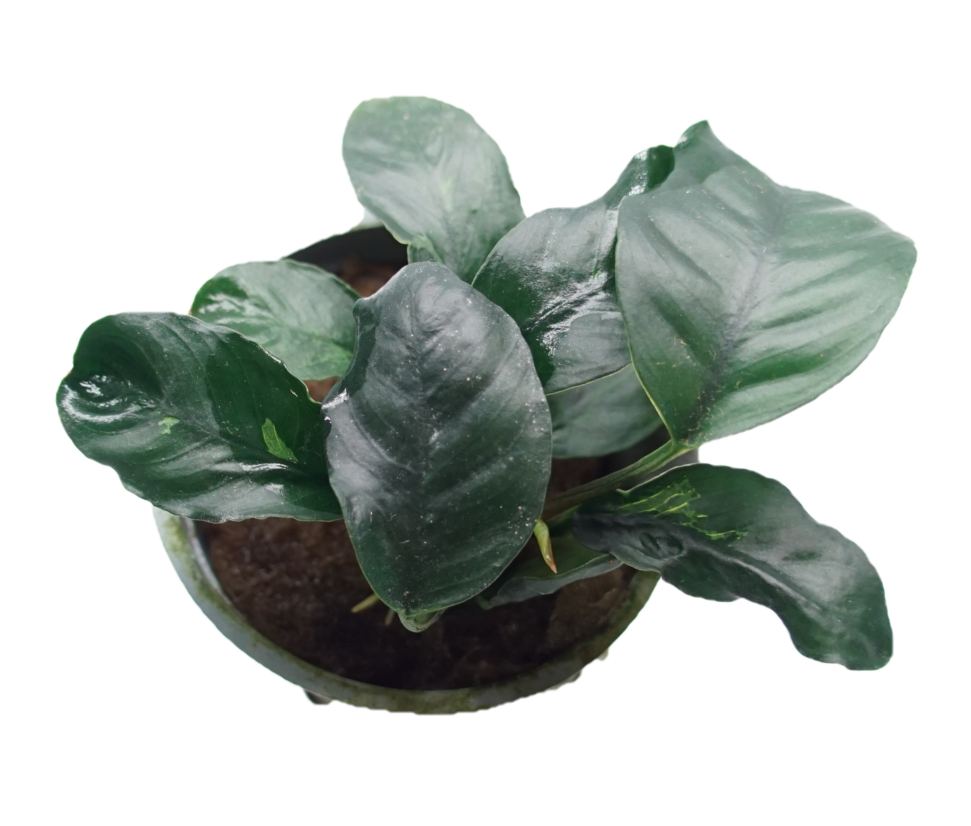 Anubias Coffeefolia