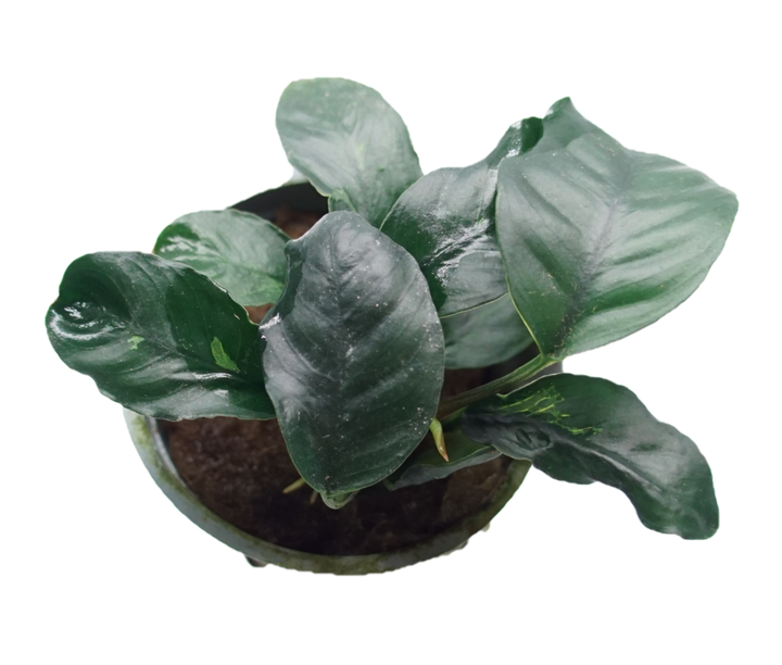 Anubias Coffeefolia