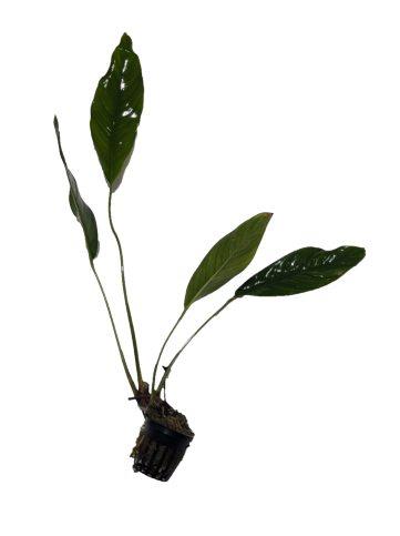 Anubias Congensis