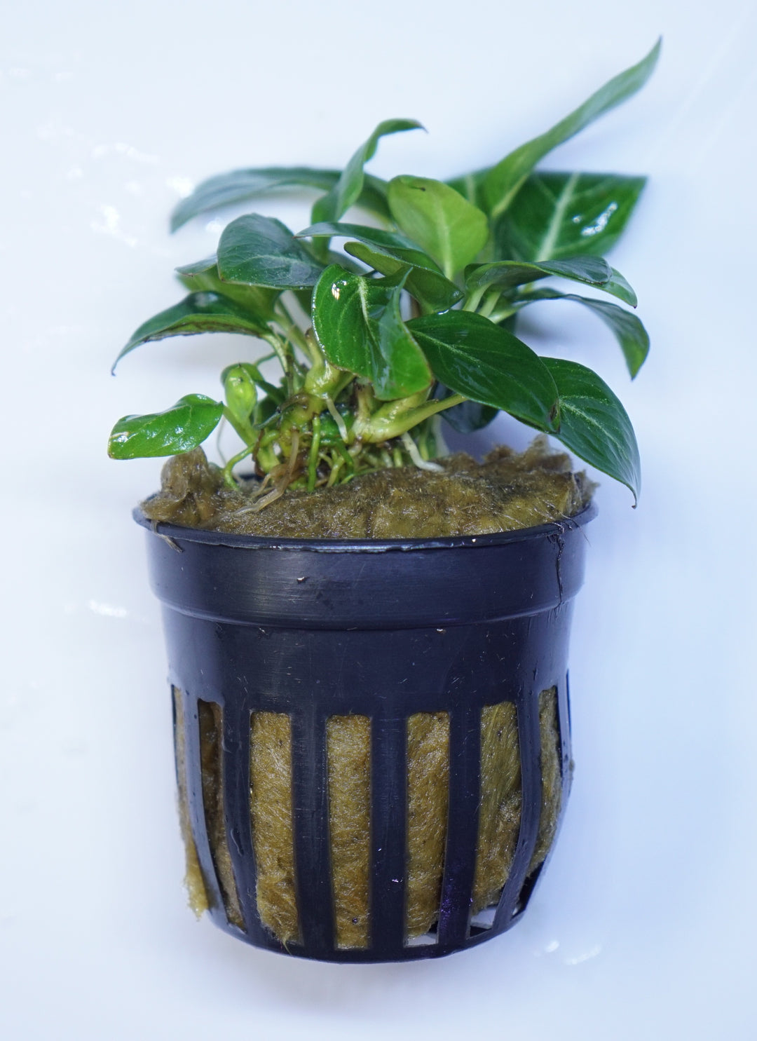 Anubias Giant Stardust