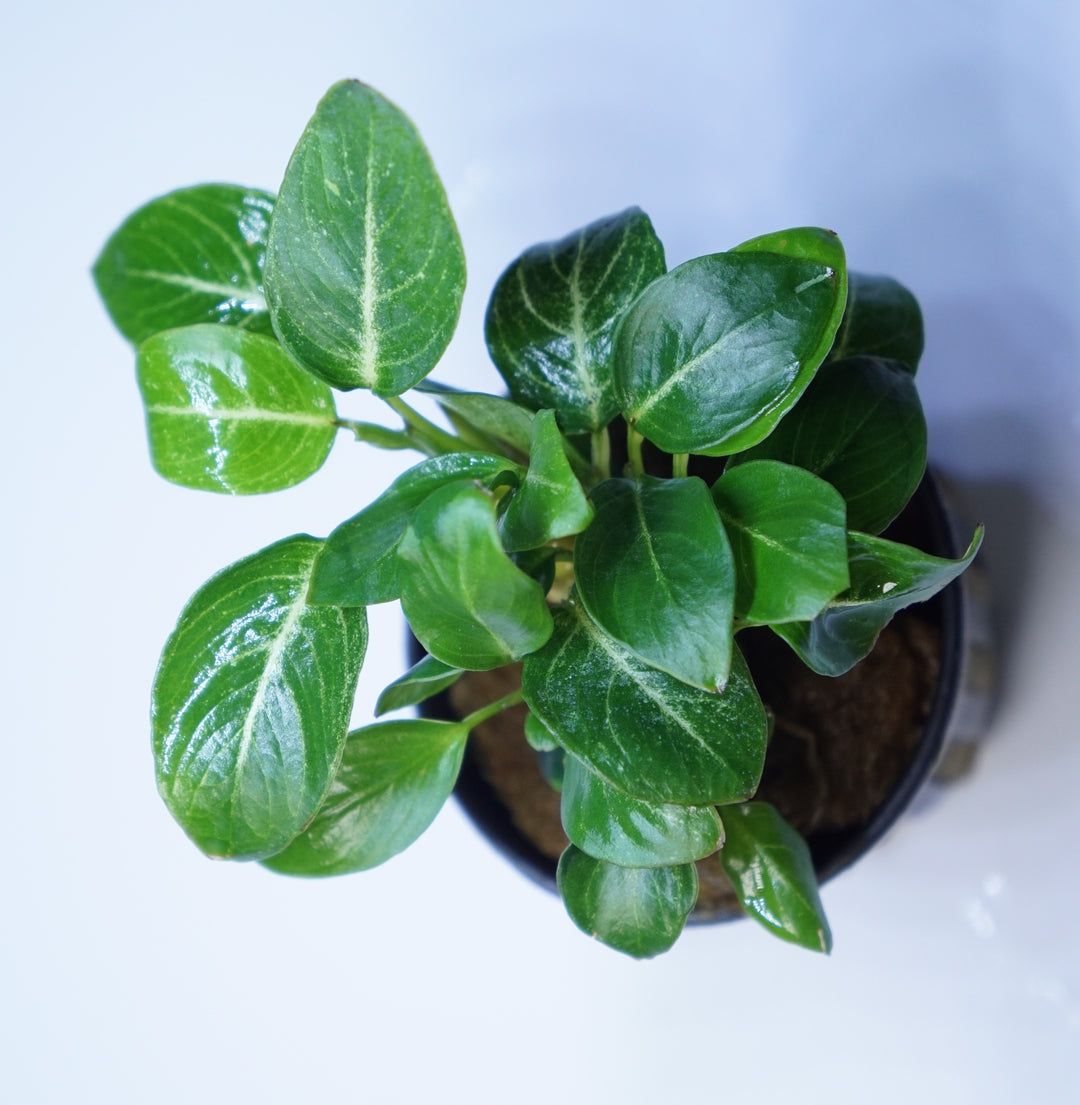 Anubias Giant Stardust