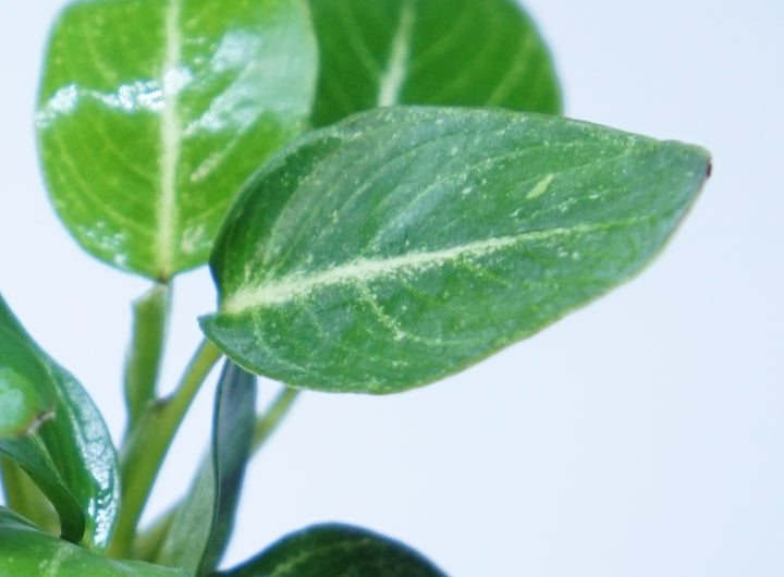 Anubias Giant Stardust