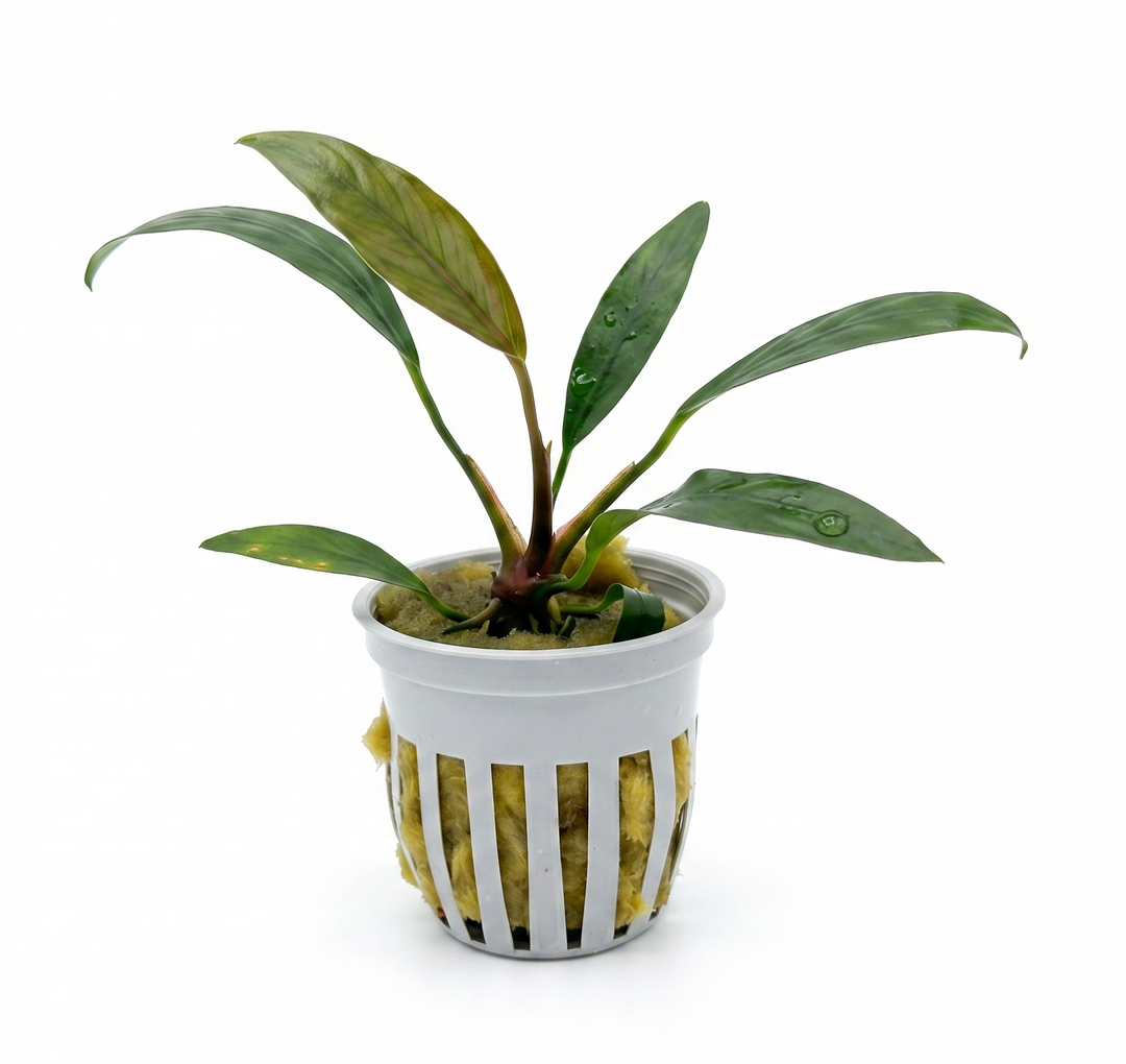 Anubias heterophylla 'Lanceolata'