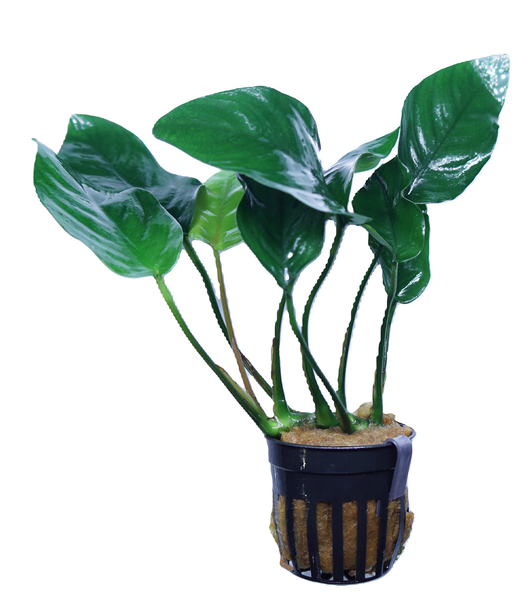 Anubias Barteri Nana Tropica