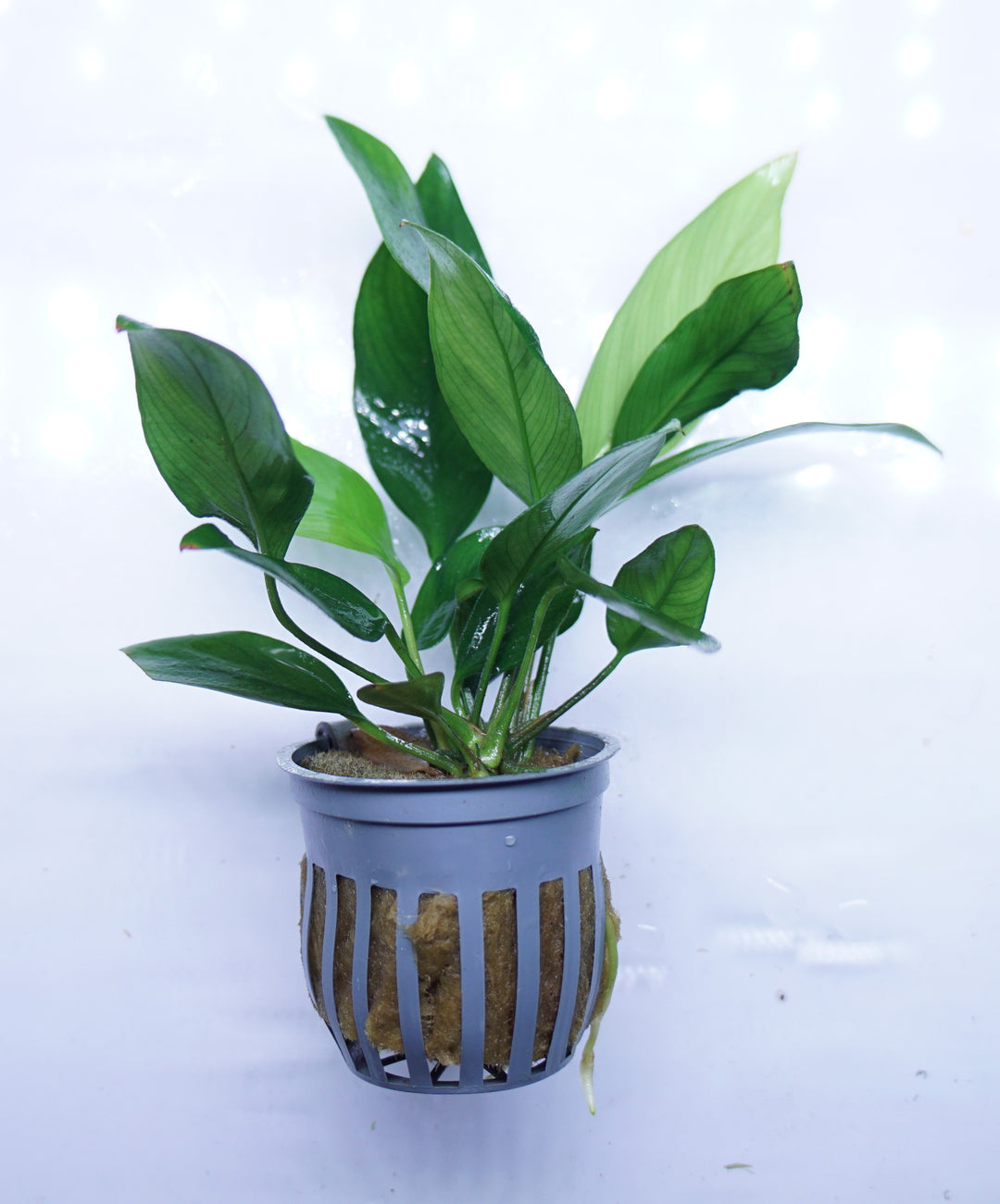Anubias Nancon
