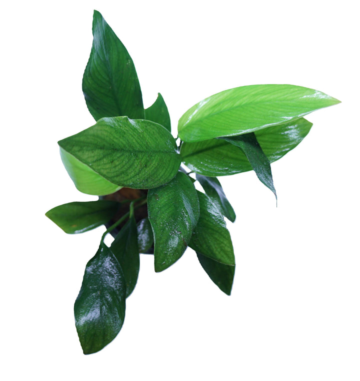 Anubias Nancon