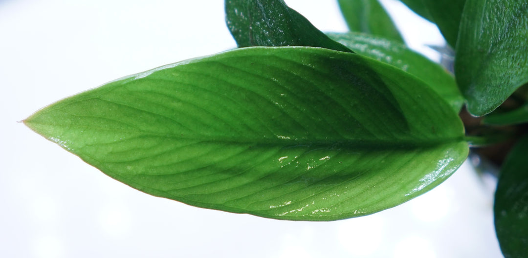 Anubias Nancon