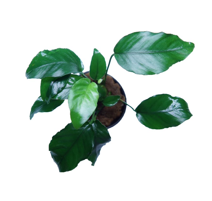 Anubias Barteri Wrinkle Leaf