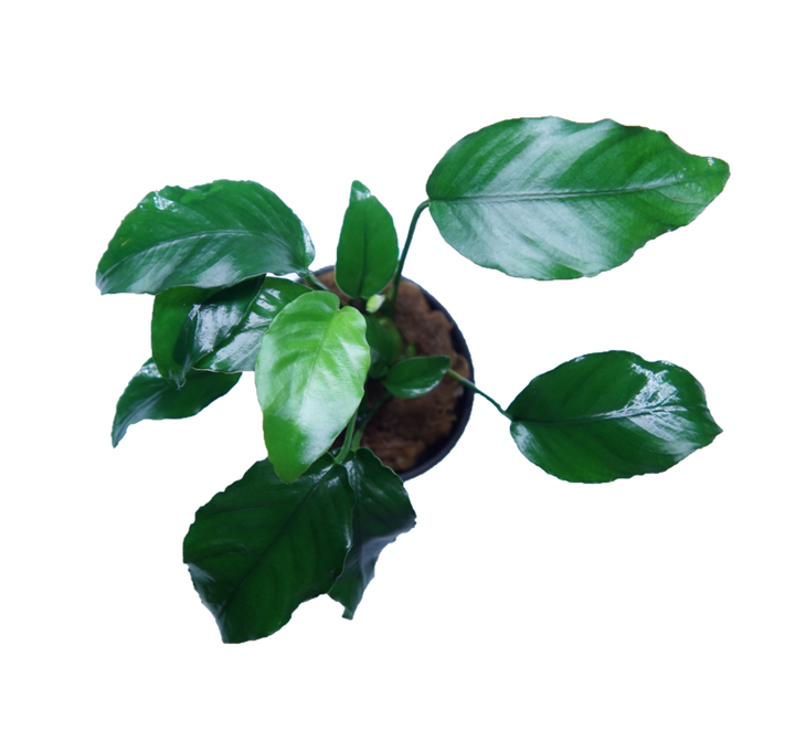 Anubias Barteri Wrinkle Leaf