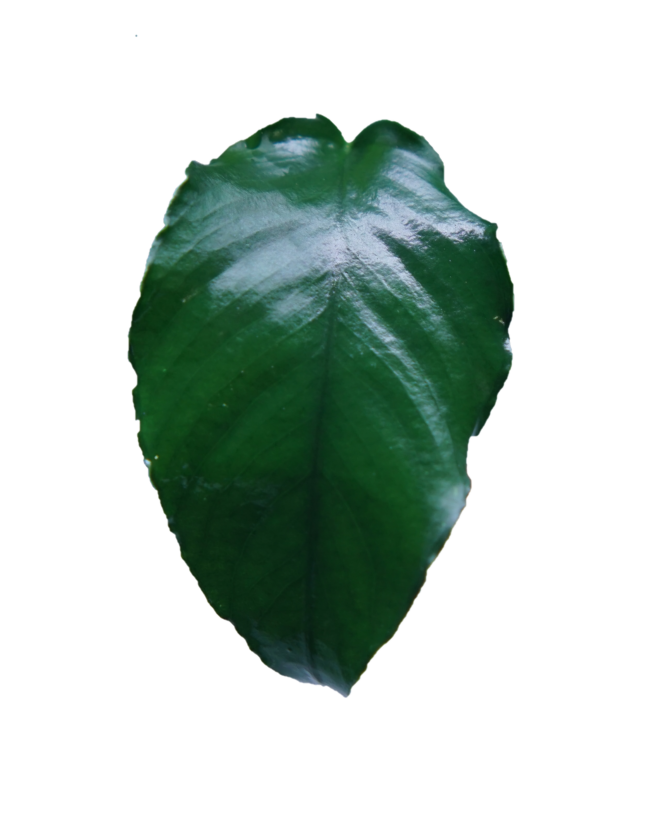 Anubias Barteri Wrinkle Leaf