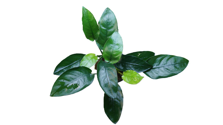Anubias barteri nana ovalis