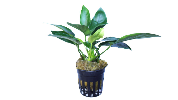 Anubias barteri nana ovalis