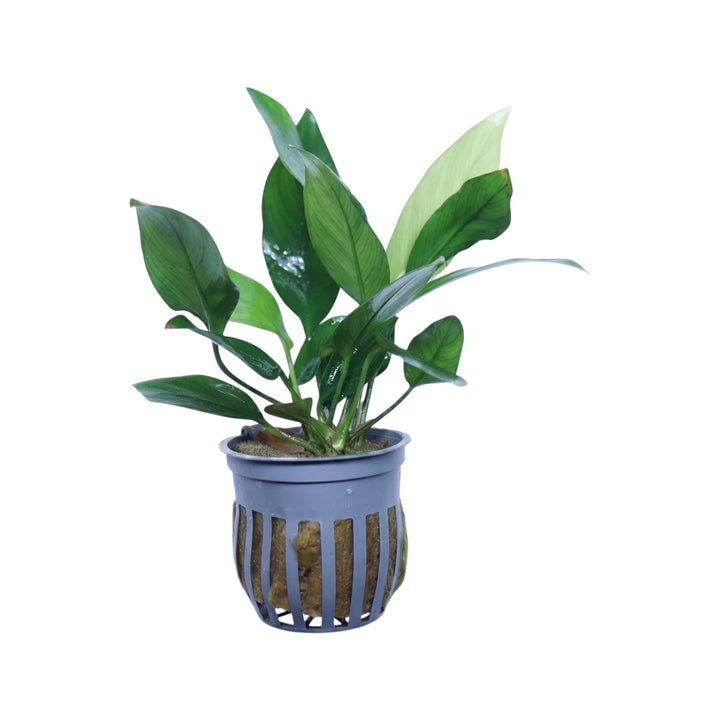 Anubias Nancon