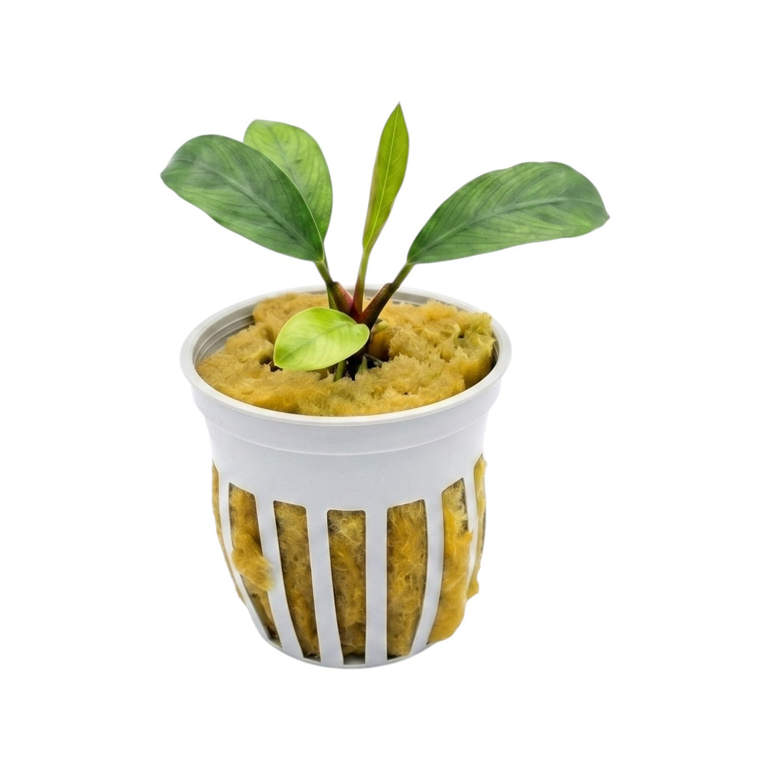 Anubias afzelii