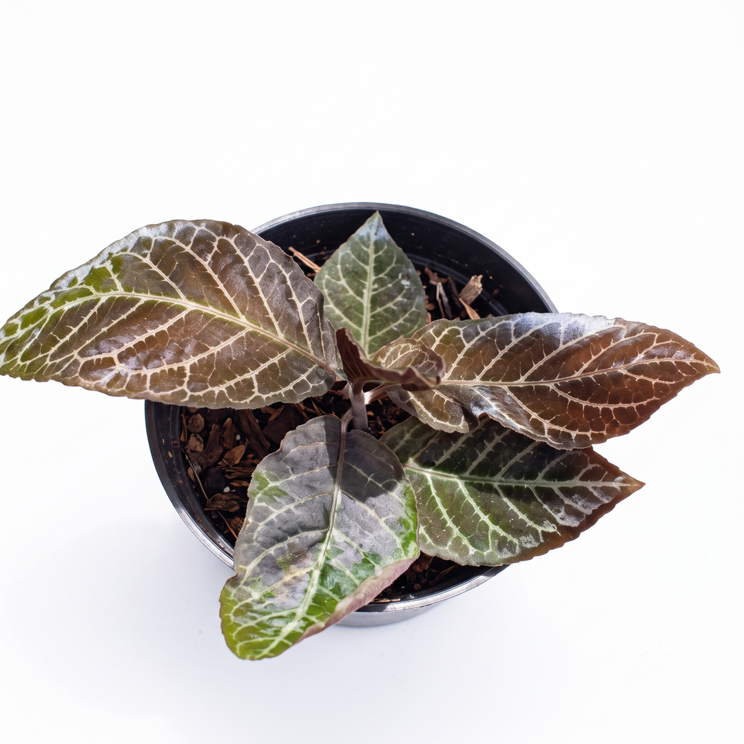 Ardisia Gigantifolia