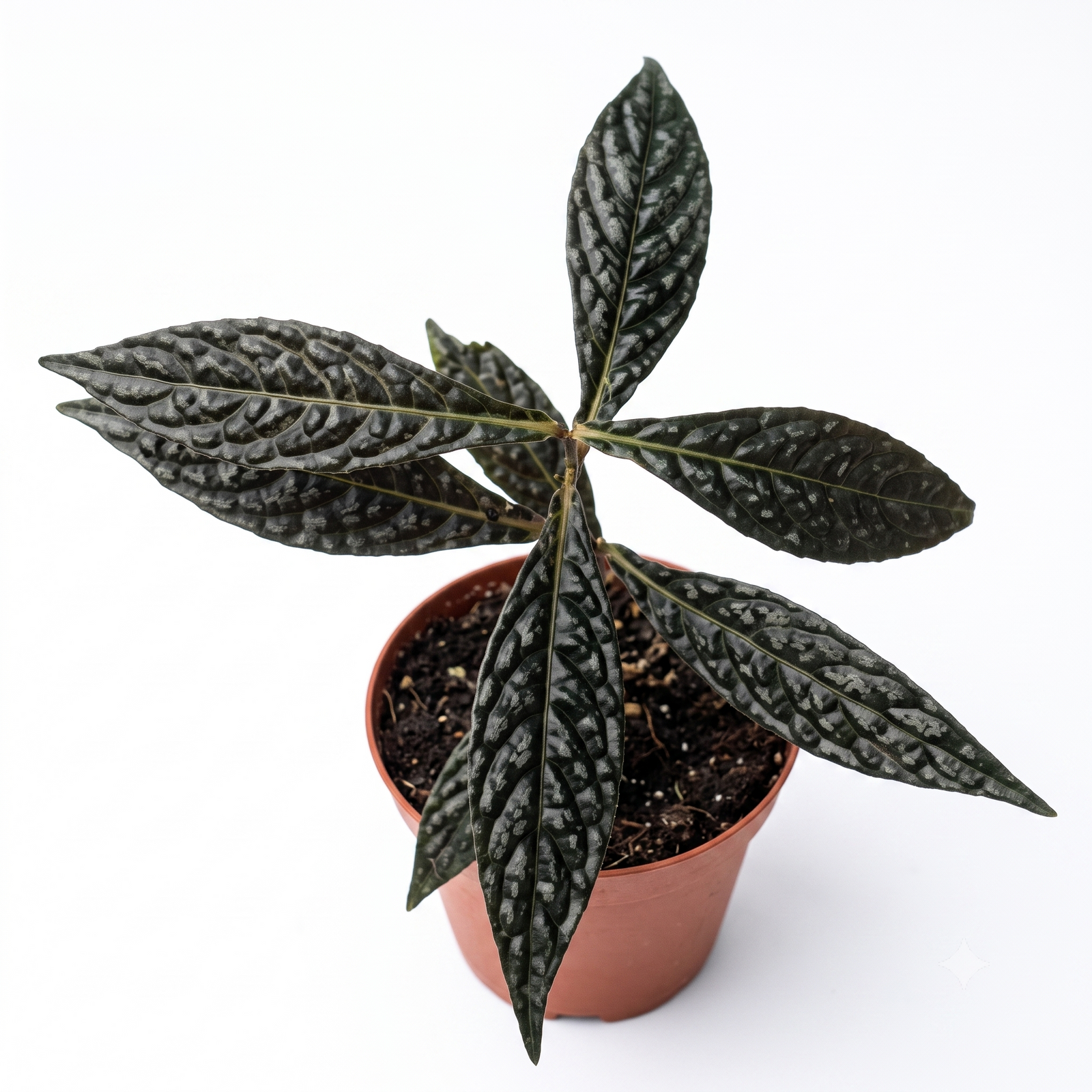 Ardisia Odontophylla
