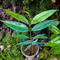 Ardisia sp. Blue