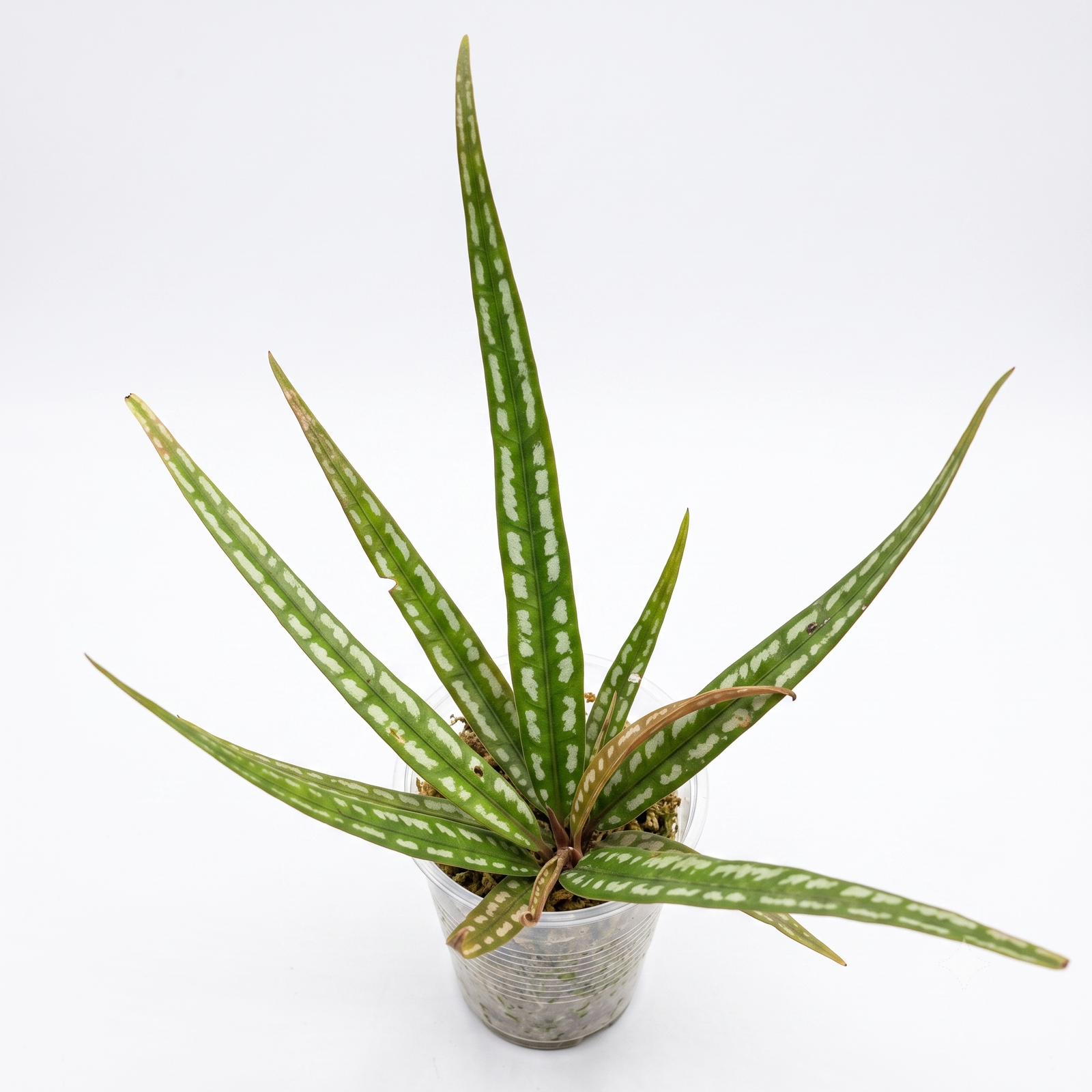 Ardisia sp. Papua