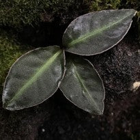Ardisia sp. Raun