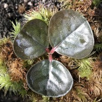 Ardisia sp. Round Leaf