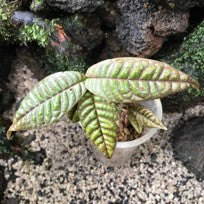 Ardisia sp. Sumatra