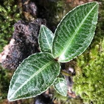Ardisia sp. Sumbar