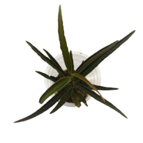Ardisia sp Pink Line