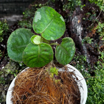 Argostema Jade Green