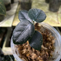 Argostemma Black