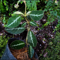 Argostemma Olive