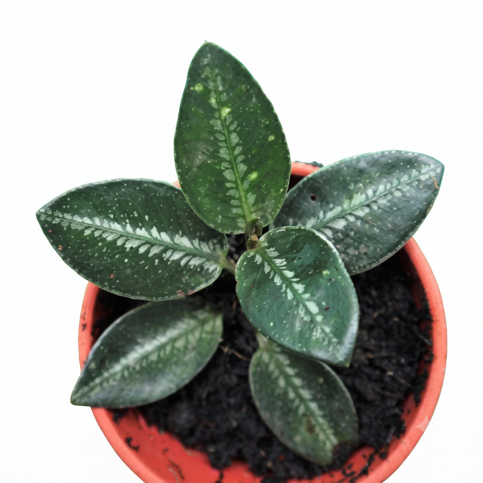 Argostemma sp. Dark Green