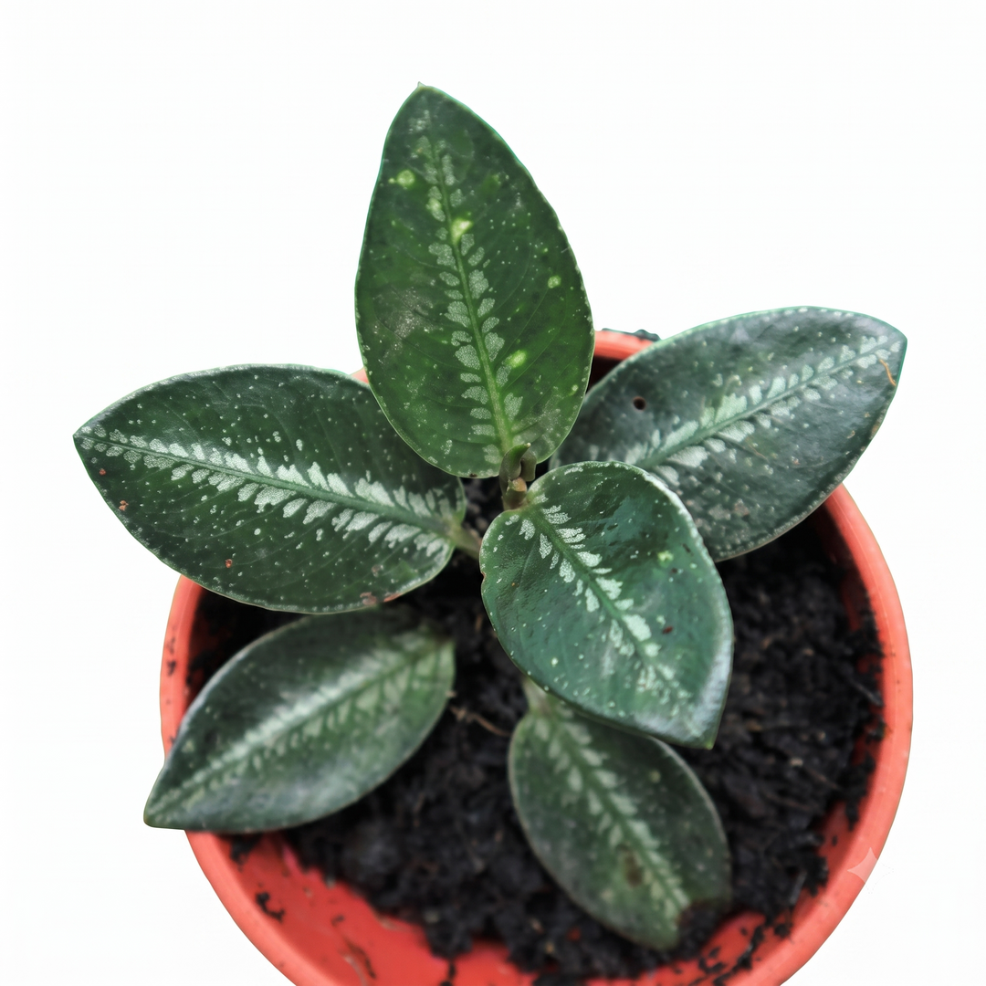 Argostemma sp. Dark Green