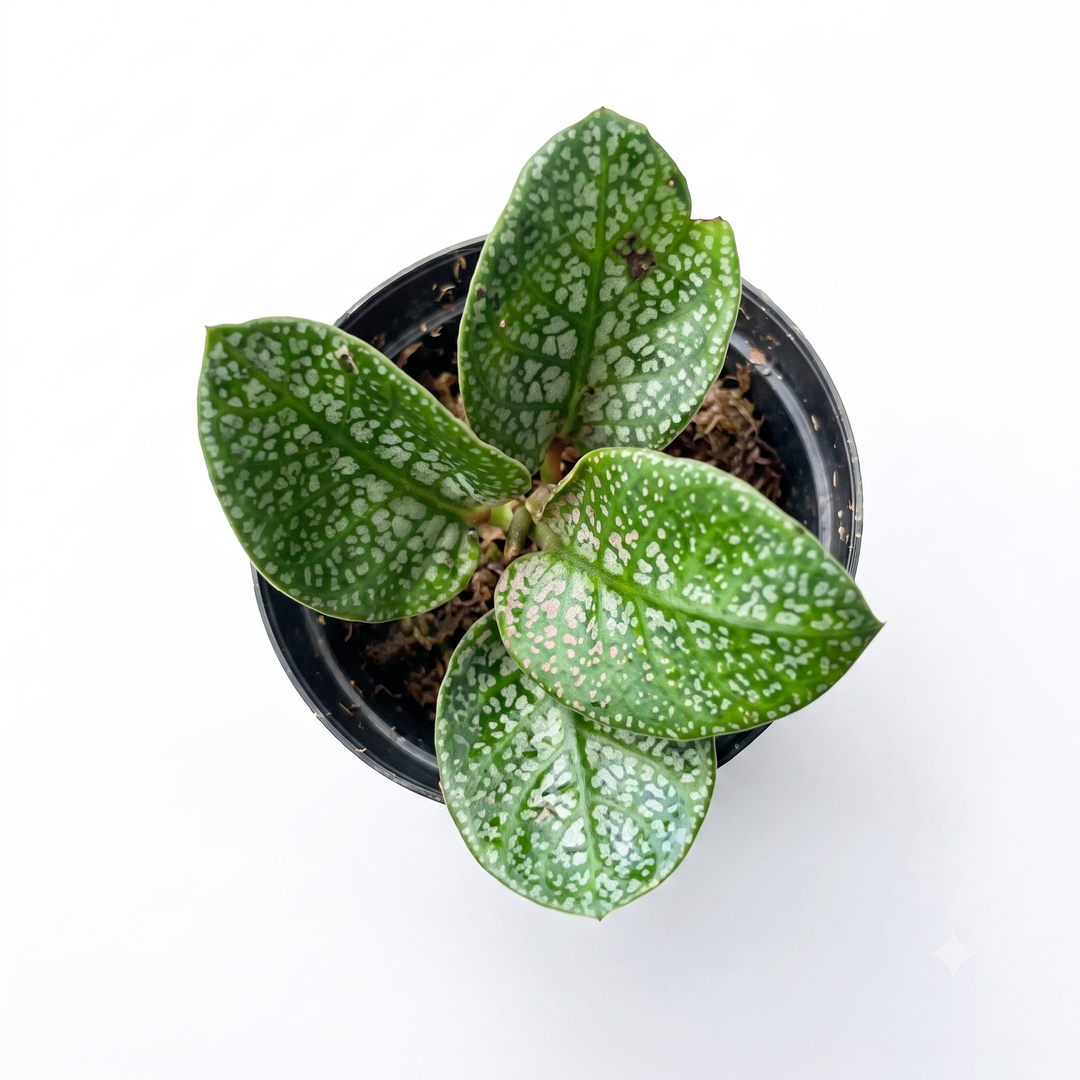 Argostemma sp. Diamond Leaf