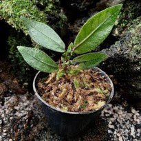 Argostemma sp. Hookery Dark Green
